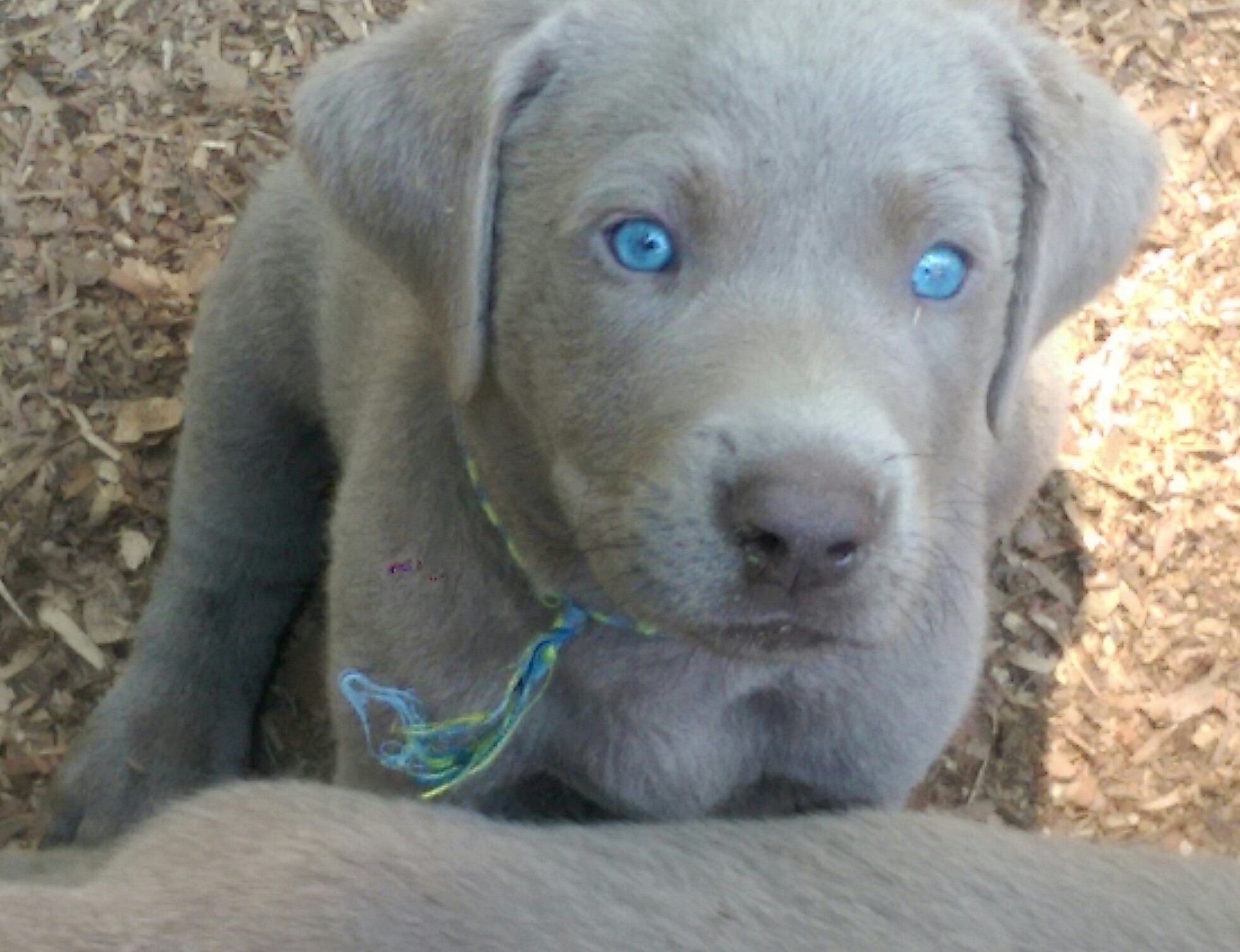 gray labs for sale