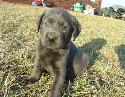 Charcoal Silver Pup Showing Off Her Saffire Blue Eyes