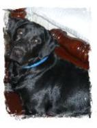 Sitting still for a picture, Silver Factored Black Lab 