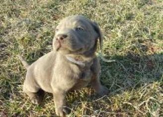 One proud Labrador Puppy, Light Silver