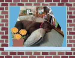 Chocolate Labrador sleeping in bed