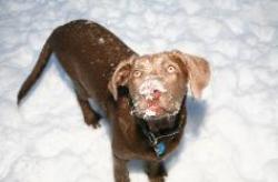 I've got something on my nose.... Light Silver Lab playing in snow.