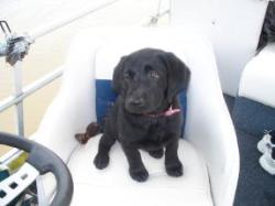 Time to take the boat out - Black Lab Puppy