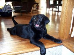Beautiful Silver Factored Black Labrador Pup