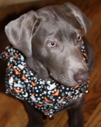 Ready for Halloween!!  Light Silver Labrador 