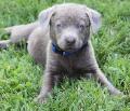 Ready to go to live with my new family.   Light Silver Labrador Puppy
