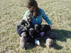 Playing With A Litter Of Lab Pups