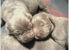 Newborn Silver Labrador Puppies Sleeping