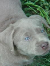Light Silver Puppy Showing Off Those Blue Eyes