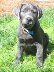 Charcoal Labrador puppy