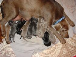 Zoey With A Litter Of Pups