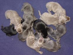 Beautiful Litter Of Light Silver, Charcoal Silver, and Black Lab Pups