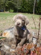 Aren't I adorable?  Light Silver Labrador Puppy